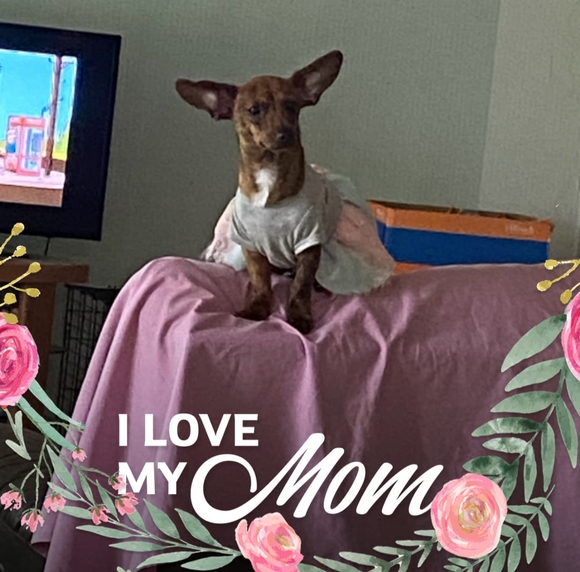 cmddcampbell